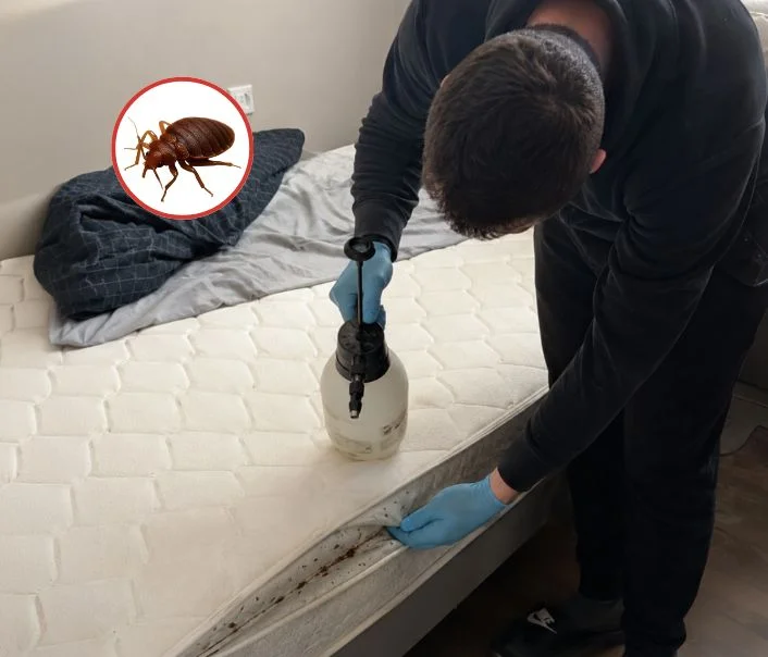 Technicien traitant un matelas contre les punaises de lit à Pomponne